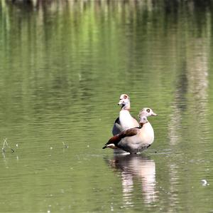 Egyptian Goose