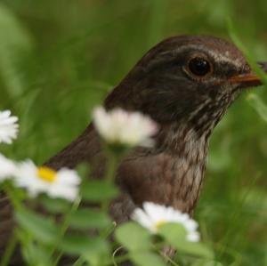 Eurasian Blackbird