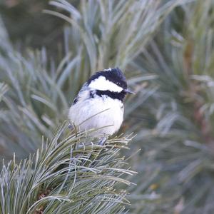 Coal Tit