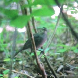 Blackcap