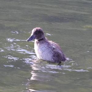 Tufted Duck