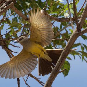 Western Kingbird