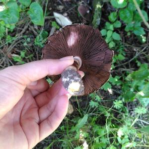 Yellow-foot Agaric