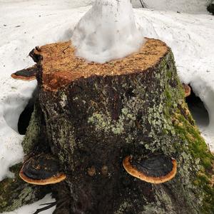 Red-belted Polypore