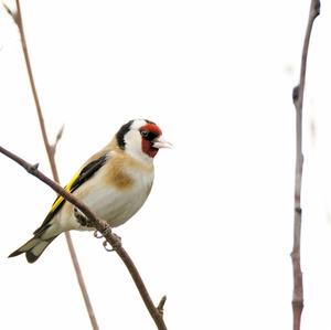 European Goldfinch