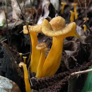 Trumpet Chanterelle