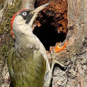 Eurasian Green Woodpecker