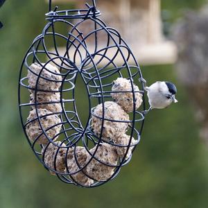 Willow Tit