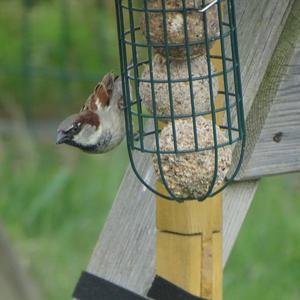 House Sparrow