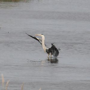 Grey Heron