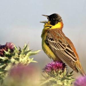 Cape Bunting