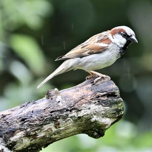 House Sparrow