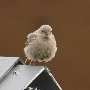 Black Redstart