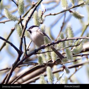 Marsh Tit