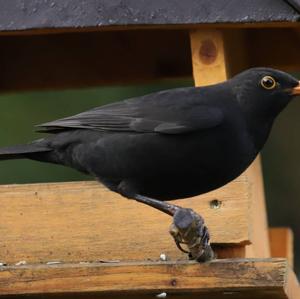 Eurasian Blackbird