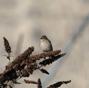 Eurasian Chaffinch