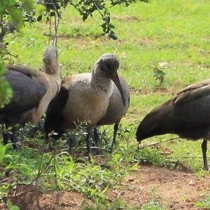 Hadada Ibis