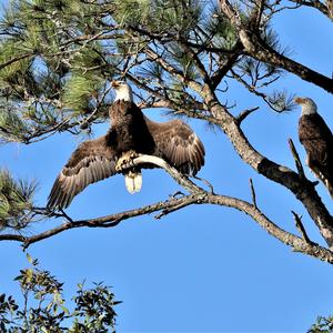 Bald Eagle