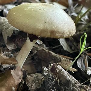 Spring Agrocybe