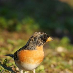 Brambling