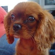 Cavalier King Charles Spaniel