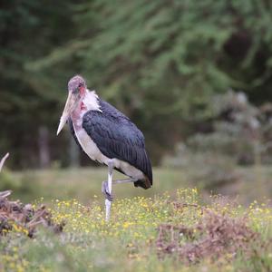 Marabou Stork