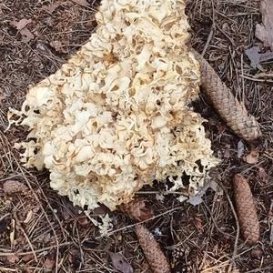 Eastern Cauliflower Mushroom