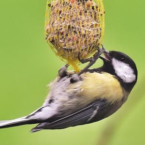 Great Tit