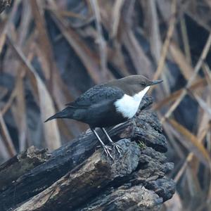 White-throated Dipper