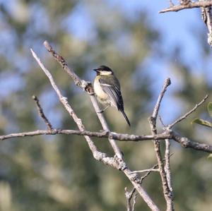 Great Tit