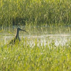 Eurasian Curlew