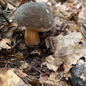 Red-cracked Bolete