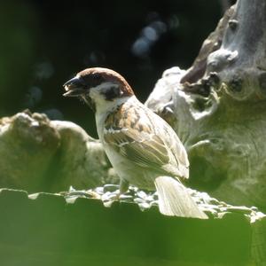 Eurasian Tree Sparrow