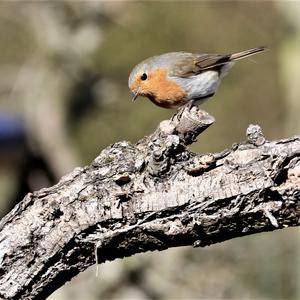 European Robin