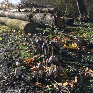 Shaggy Mane