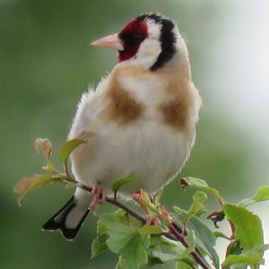 European Goldfinch