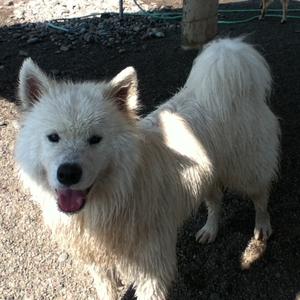 Samoyed