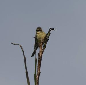 Blue Tit