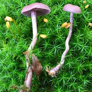 Amethyst Deceiver