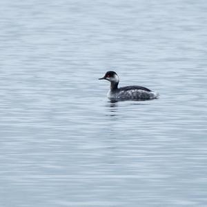 Black-necked Grebe