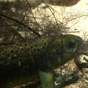 Brown trout