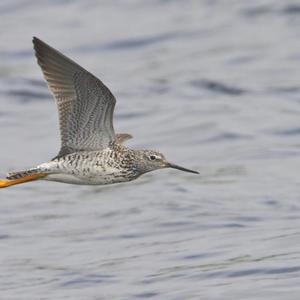 Greater Yellowlegs