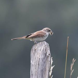 Red-backed Shrike