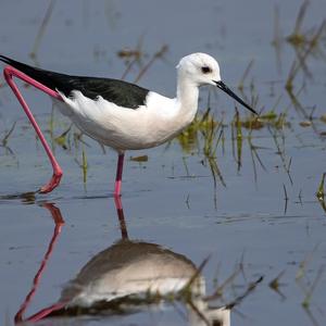 Black-winged Stilt