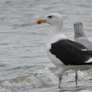 Great Black-backed Gull