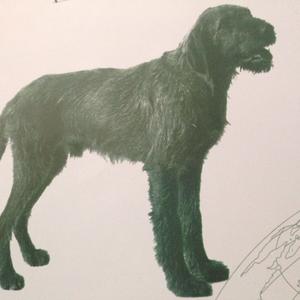Unknown Breed