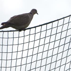 Eurasian Collared-dove