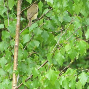 Common Chiffchaff