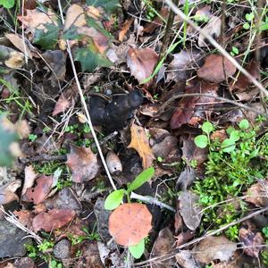 Fluted Black Helvella