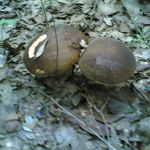 King Bolete